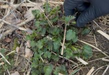 Urzica, aliatul natural al organismului: beneficii dovedite și utilizări